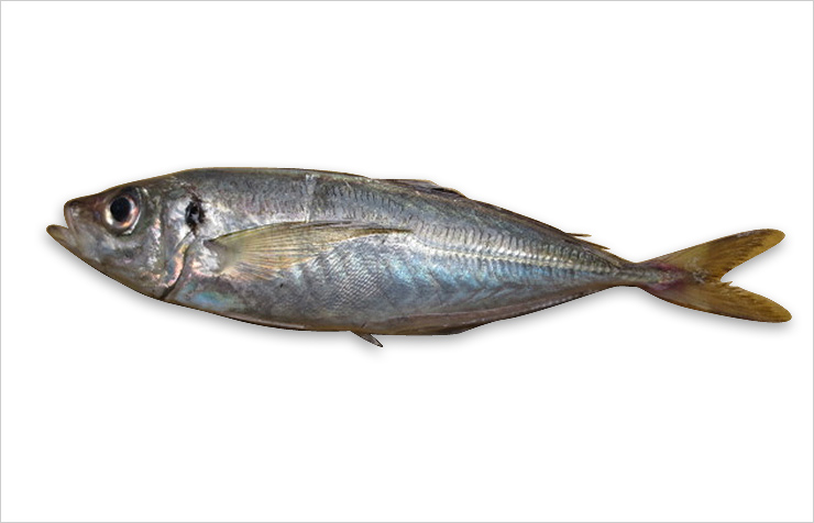 宜蘭鯖魚 三福冷凍食品 薄鹽鯖魚