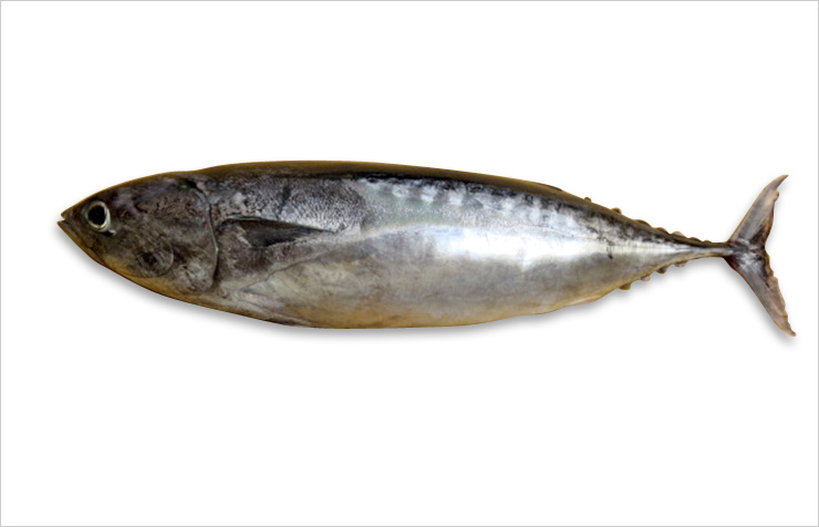 宜蘭鯖魚 三福冷凍食品 薄鹽鯖魚